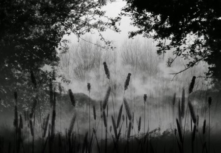 In Black and White - misty, trees, fog, mist, foggy, grass, sky