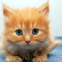 Blue eyes kitten