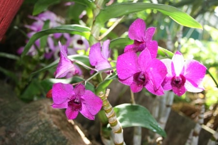 Beauty of flowers in Spring 31 - orchids, pink, photography, green, flowers, garden