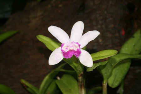 Beauty of flowers in Spring 33 - Orchids, Flowers, purple, garden, green, Photography, leaf