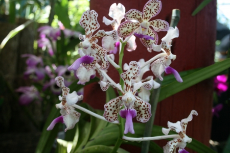 Beauty of flowers in Spring 34 - orchids, purple, photography, green, flowers, garden