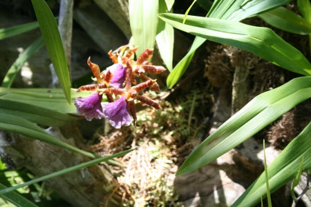 Beauty of flowers in Spring 35 - purple, photography, green, flowers, leaf, garden