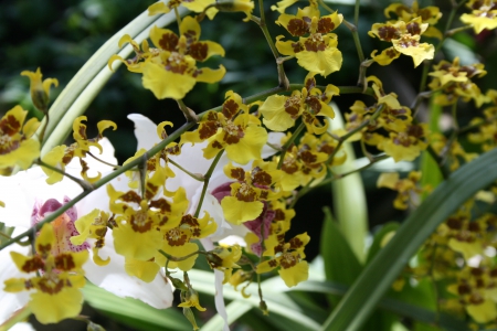 Beauty of flowers in Spring 36 - yellow, photography, green, flowers, garden