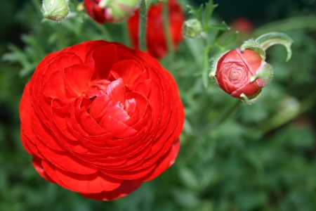 Beauty of flowers in Spring 39 - red, photography, green, ranunculus, flowers, garden