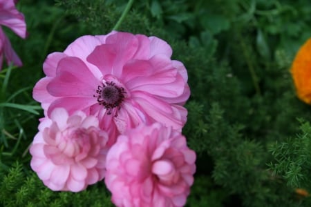 Beauty of flowers in Spring 41 - pink, photography, green, flowers, ranunculus, garden