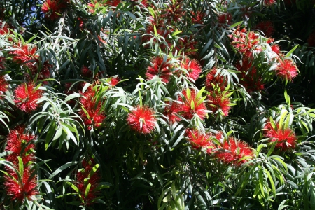 Beauty of flowers in Spring 43 - red, garden, trees  green, flowers, photography, trees, green