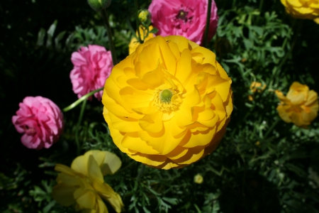 Beauty of flowers in Spring 44 - yellow, pink, photography, green, flowers, ranunculus, garden