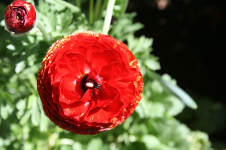 Beauty of flowers in Spring 45 - red, garden, ranunculus, flowers, photography, green