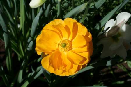 Beauty of flowers in Spring 47 - white, yellow, photography, green, ranunculus, flowers, garden