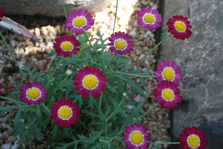 Beauty of flowers in Spring 48 - purple, yellow, photography, green, flowers, garden