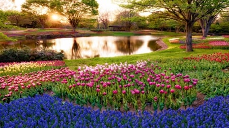 wonderful flowers in a garden around a pond - park, flowers, garden, pond