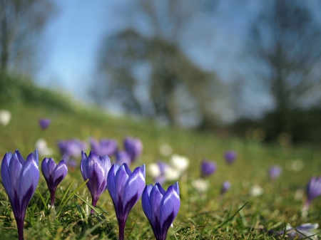 *** Spring *** - flowers, beautiful, spring, nature