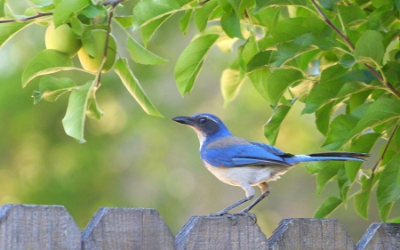 *** Blue bird *** - blue, animals, animal, bird, birds