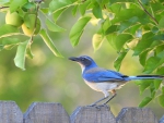 *** Blue bird ***