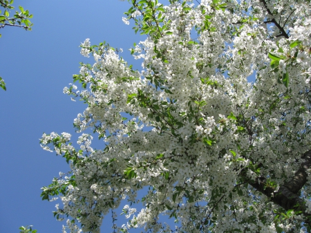 Cherry - sky, cherry, blossoms, spring