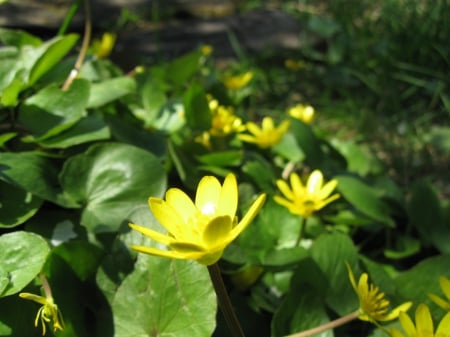 Yellowcup - macro, flowers, green, yellowcup