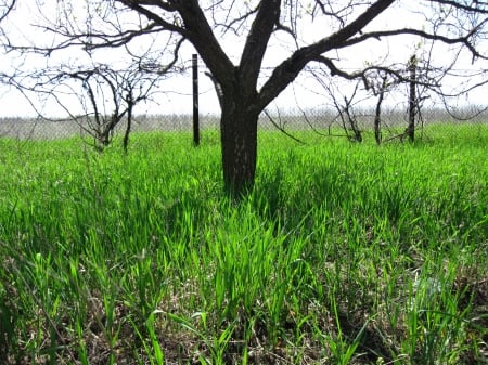 Spring grass - spring, grass, tree, green