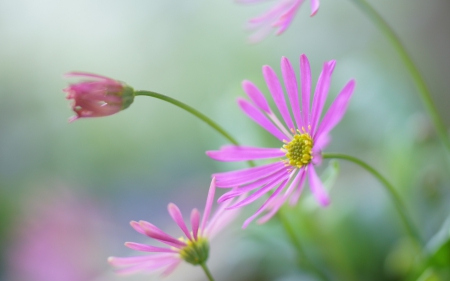 *** Cosmea *** - flowers, violet, cosmea, nature