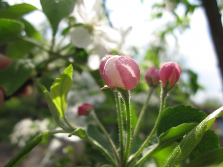 Blossom - blossom, macro, spring, flower, apple tree