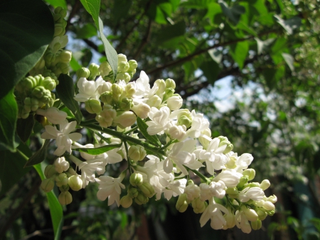 White lilac - macro, lilac, spring, white