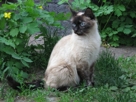 Pretty cat - green, grass, cat, siamese