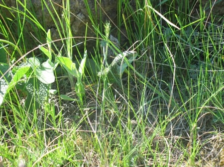 Hiden in grass - macro, lizard, grass, green