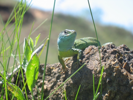 Little lizard - green, lizard, macro, grass