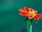 Pretty Red Flower