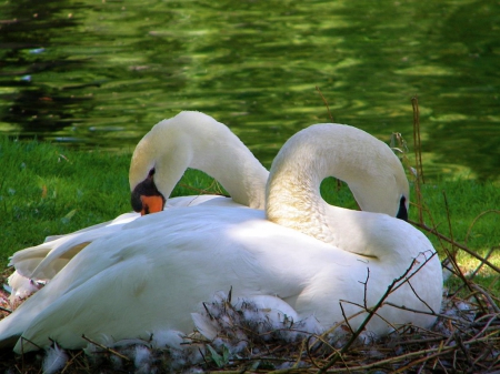 Nesting - birds, swans, mates, pair