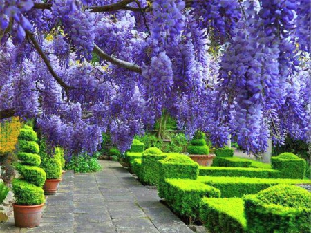 Garden grandeur - path, cascades, trees, purple, garden, green