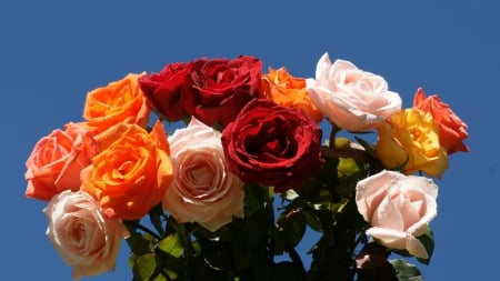 colorful rose - red, orange, flower, pink