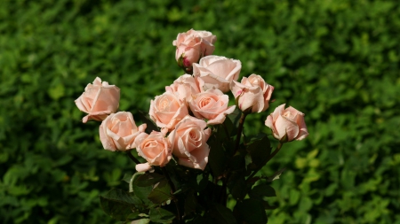 light pink rose - flower, rose, green, grass