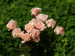 light pink rose