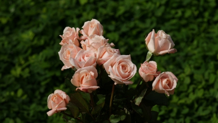 light pink rose - flower, hd, green, grass