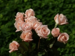 light pink rose