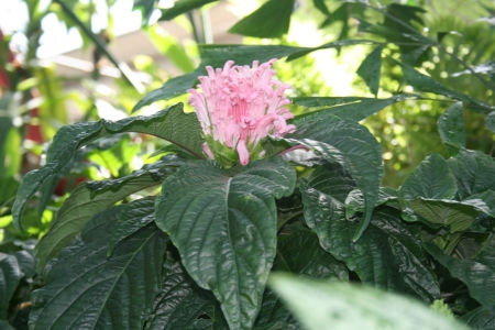 Spring May Flowers 01 - pink, photography, green, flowers, leaf, garden