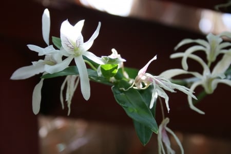 Spring May Flowers 03 - white, photography, green, flowers, garden