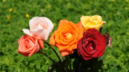 colorful rose - red, orange, flower, yellow