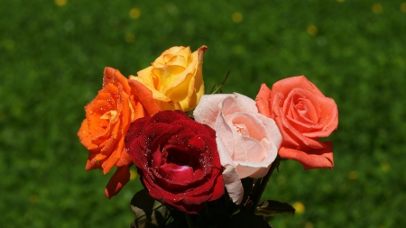 colorful rose - red, orange, yellow, rose