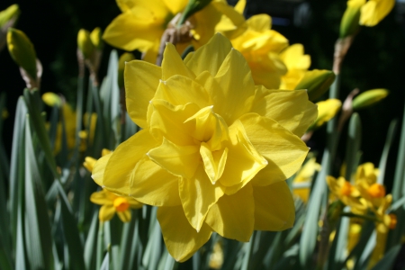 Spring May Flowers 04 - yellow, photography, green, daffodils, flowers, garden