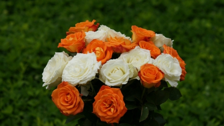 beautiful rose - white, orange, flower, rose