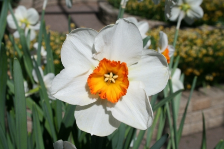 Spring May Flowers 05 - white, photography, orange, daffodils, green, flowers, garden