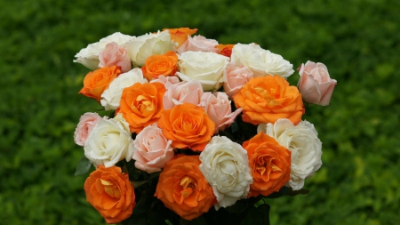 beautiful rose - white, orange, flower, grass