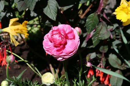 Spring May Flowers 07 - yellow, pink, photography, green, flowers, ranunculus, garden