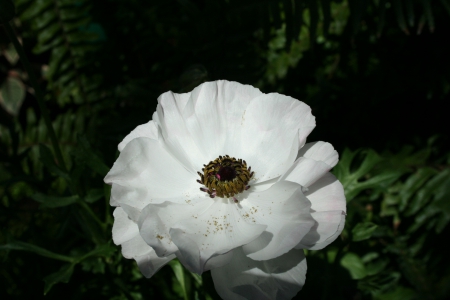 Spring May Flowers 08 - white, photography, green, flowers, garden