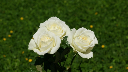 white rose - white, flower, rose, grass