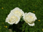 white rose