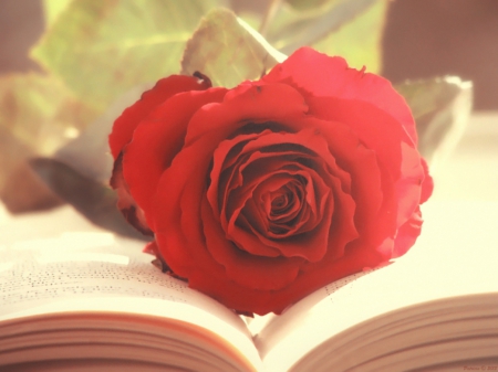 Beautiful Life - red, flower, book, rose, nature