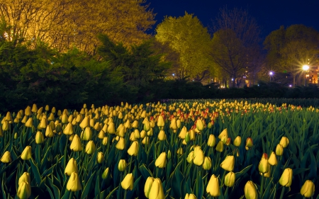 *** Tulips *** - flowers, flower, nature, tulips