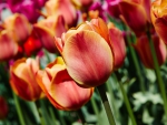 *** Colorful tulips ***